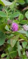 Trifolium bullatum Boiss. & Hausskn. resmi