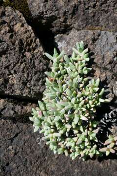 Image of Ruschia putterillii (L. Bol.) L. Bol.