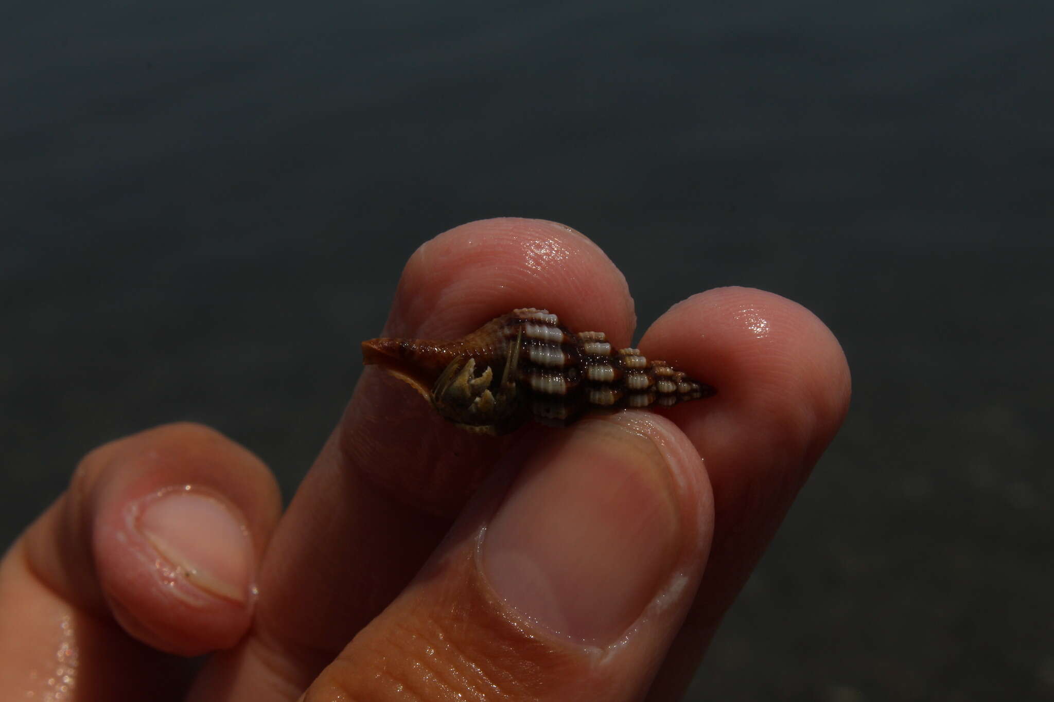 Image de Aptyxis syracusana (Linnaeus 1758)