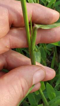 Imagem de Brachiaria platyphylla (Munro ex C. Wright) Nash