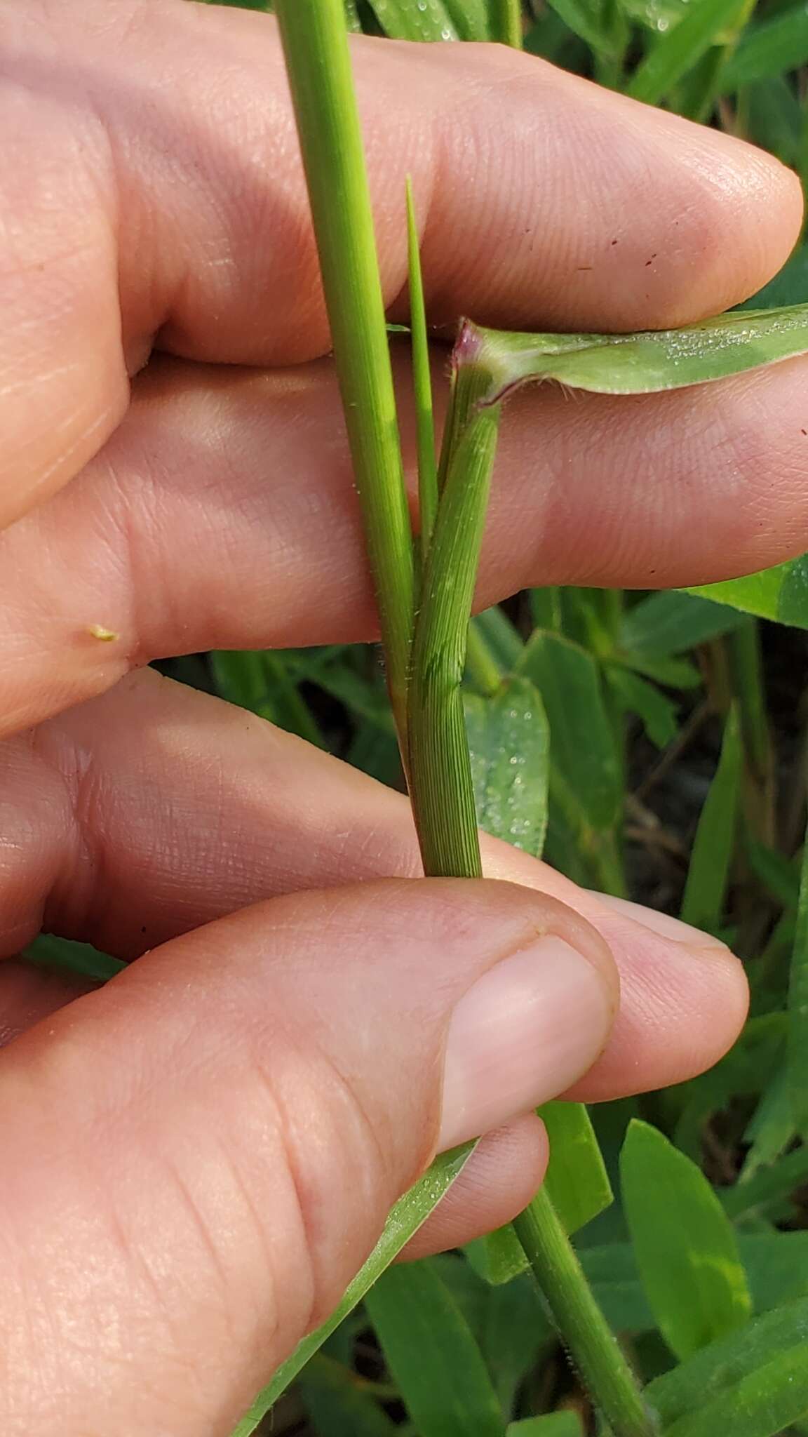 Image of Broad-Leaf Liverseed Grass