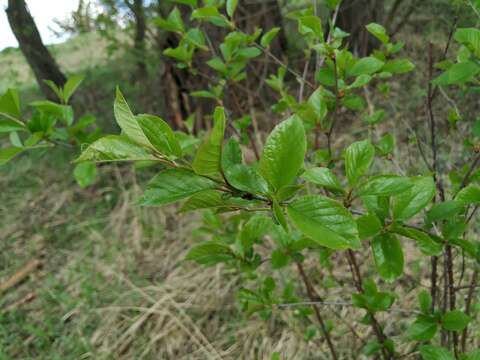 Imagem de Prunus cerasus L.