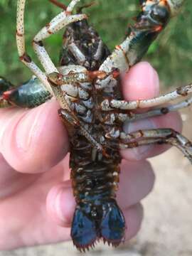 Image of Chattooga River Crayfish