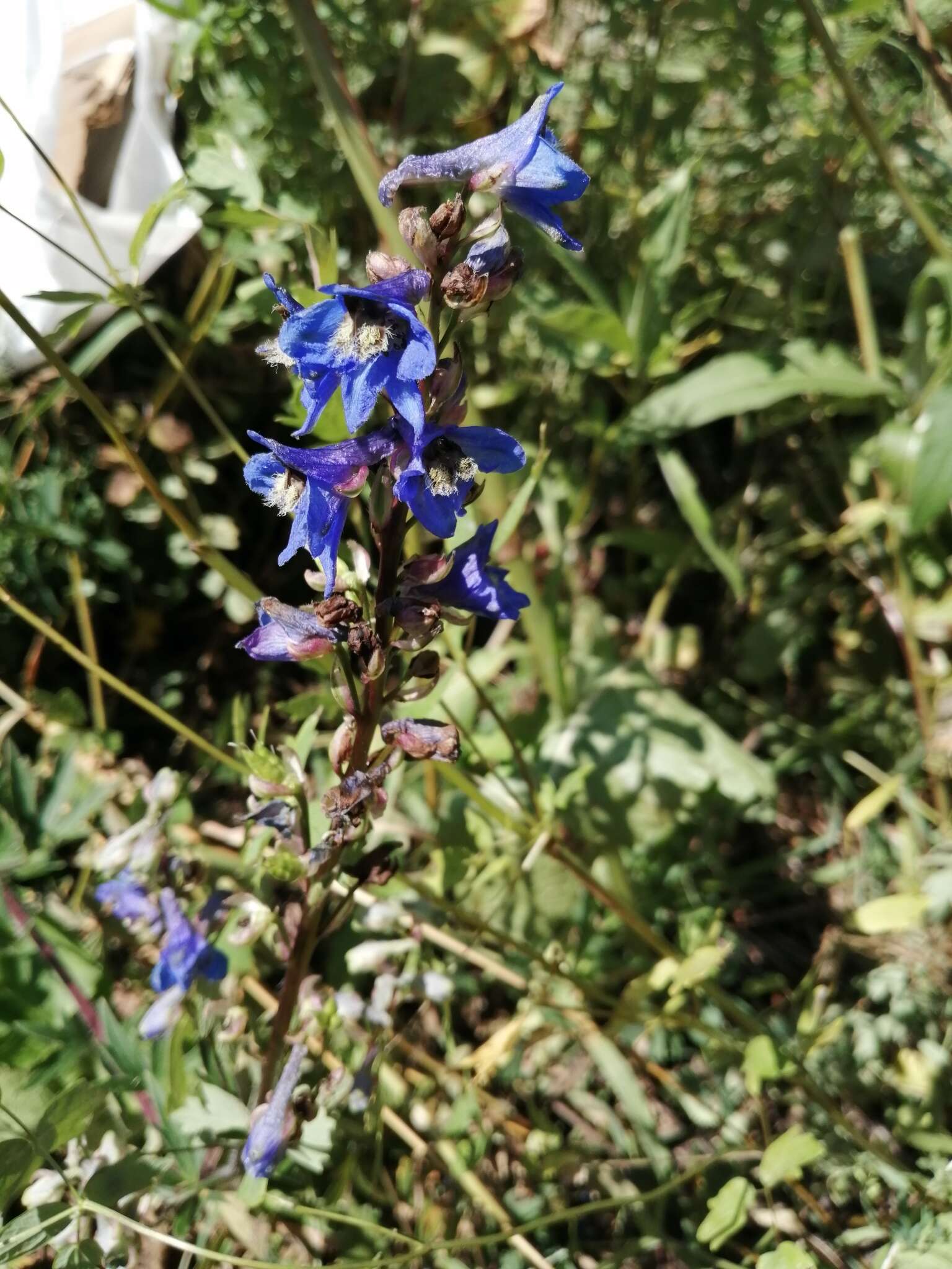 Image of Delphinium retropilosum (Huth) Sambuk