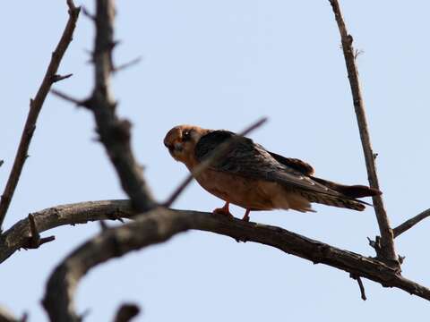 Image of Red-footed Falcon