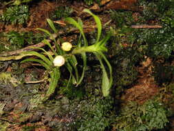 Dichaea graminoides (Sw.) Lindl.的圖片