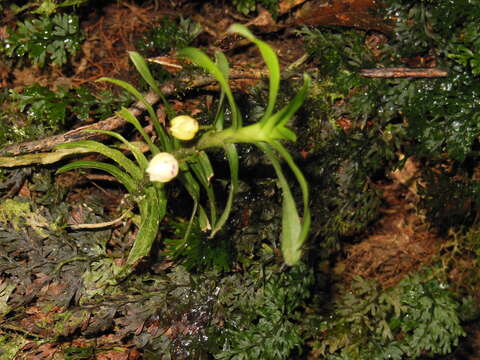 Image of Dichaea graminoides (Sw.) Lindl.