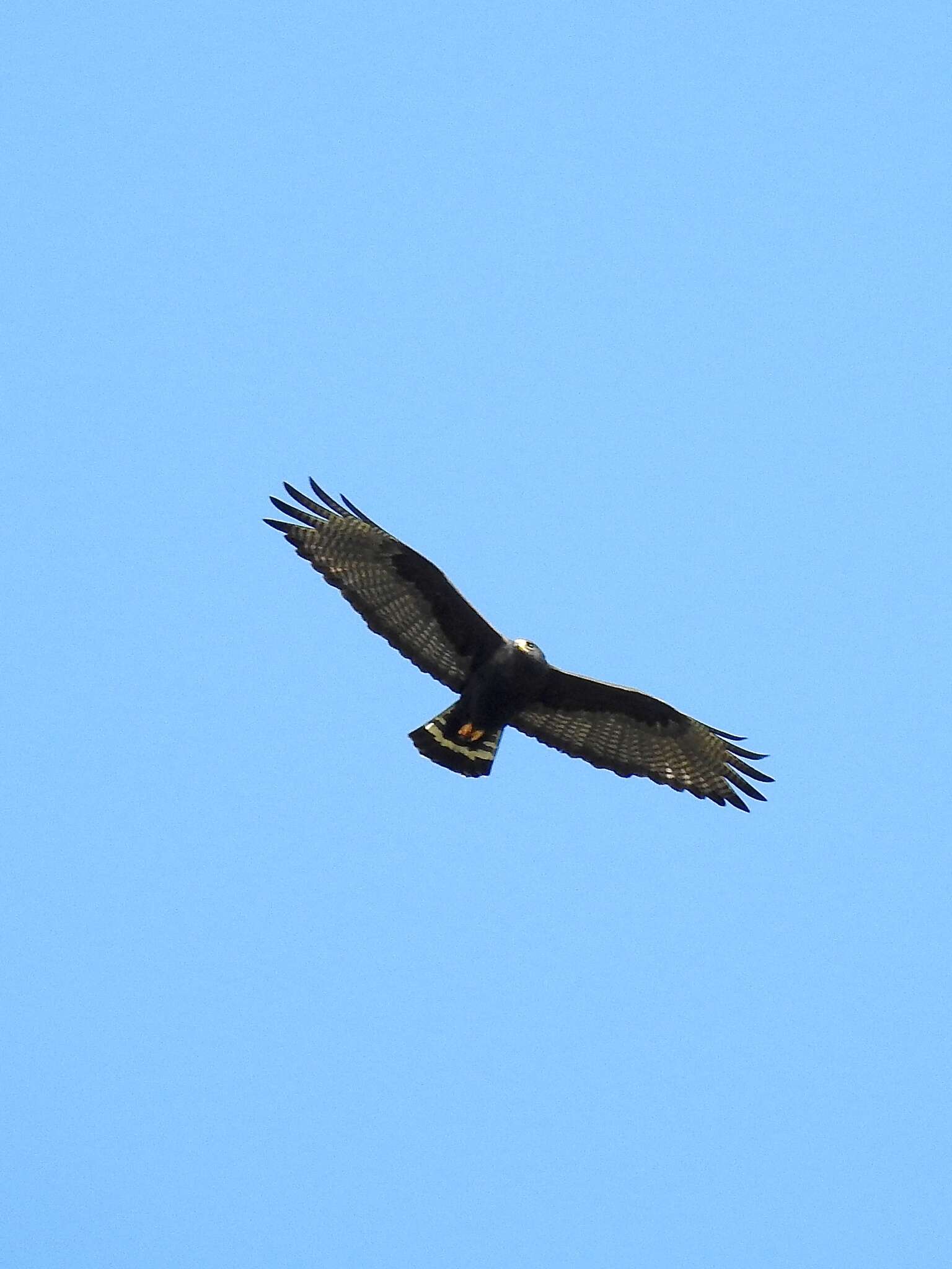 Image of Zone-tailed Hawk