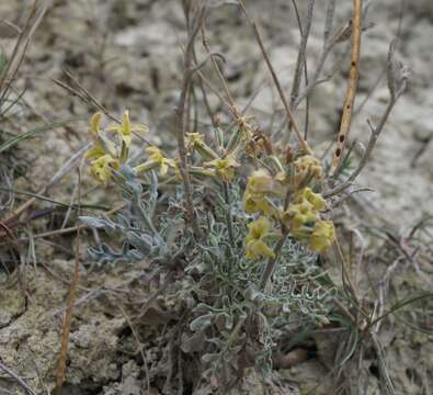 Image of Matthiola odoratissima (Pall. ex M. Bieb.) W. T. Aiton