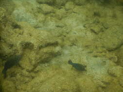 Image of Ambon Pufferfish