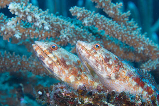 Image of Variegated lizardfish