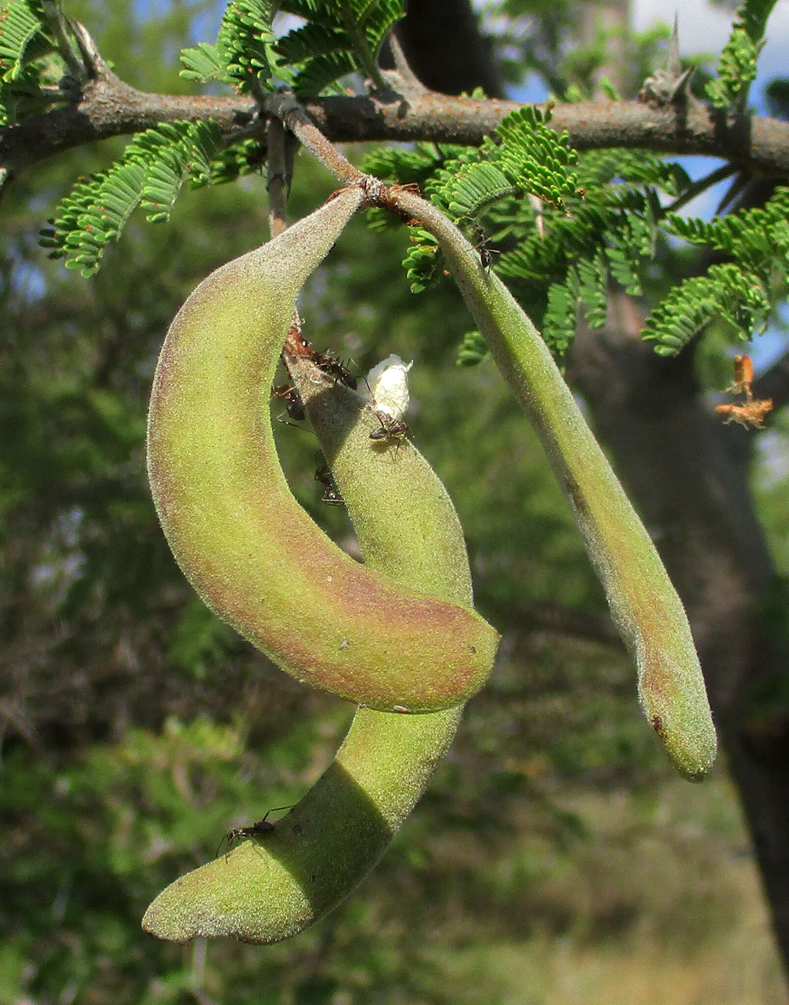 Vachellia hebeclada (DC.) Kyal. & Boatwr. resmi