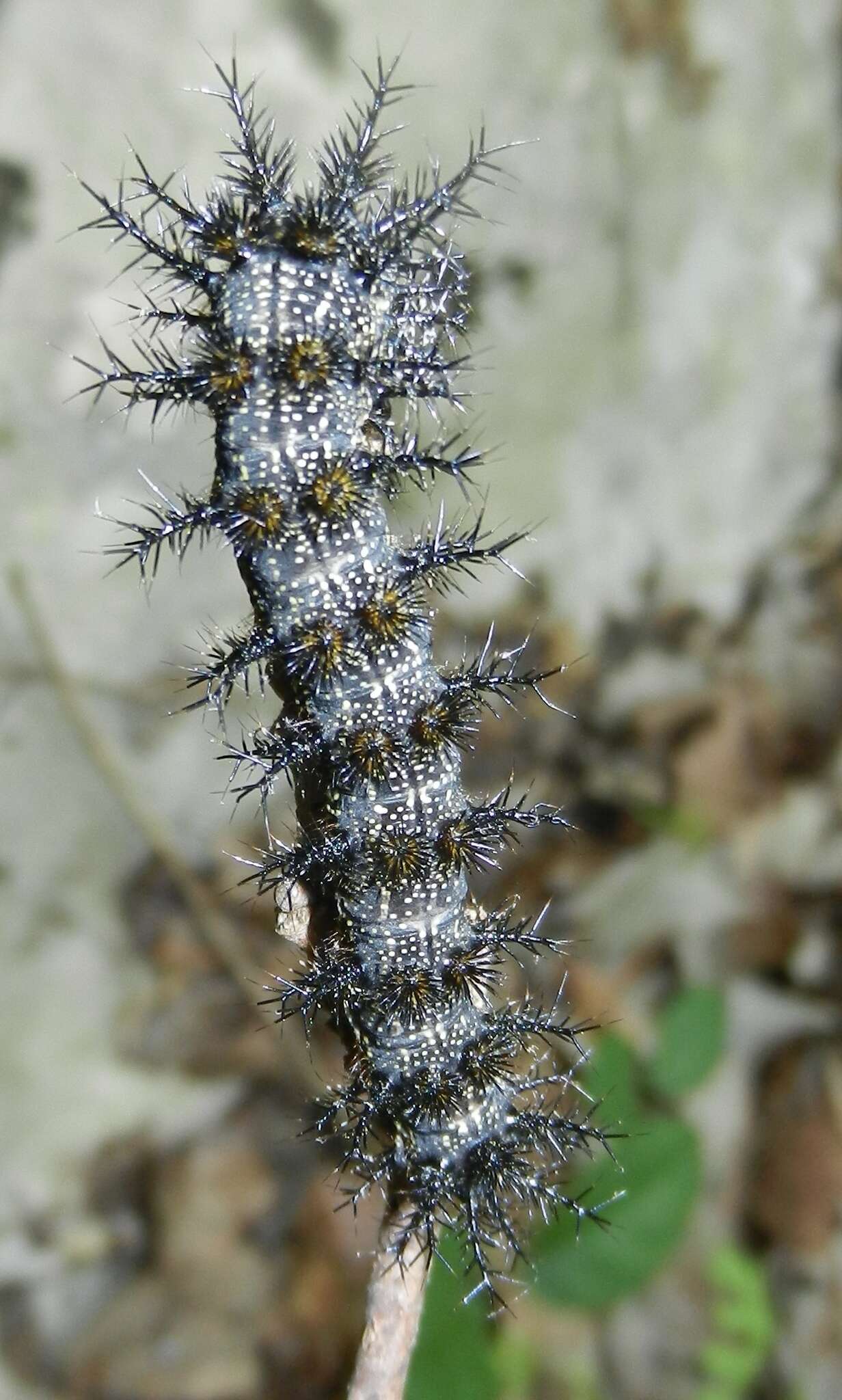 Image of Buck Moth