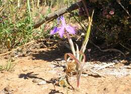 Image of Moraea pritzeliana Diels