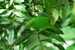 Image of Lesser Green Leafbird