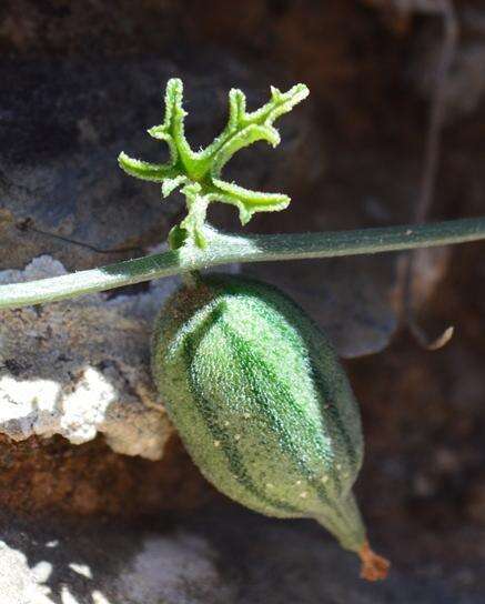 Kedrostis capensis (Sond.) A. Meeuse resmi