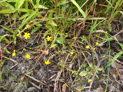 Ranunculus reptans L. resmi