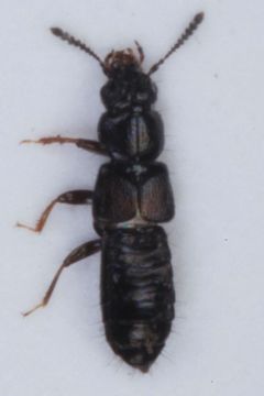 Image of <i>Platystethus arenarius</i> (Geoffroy 1785)