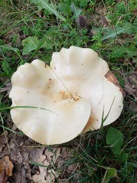 Image of Pogonoloma spinulosum (Kühner & Romagn.) Sánchez-García 2014