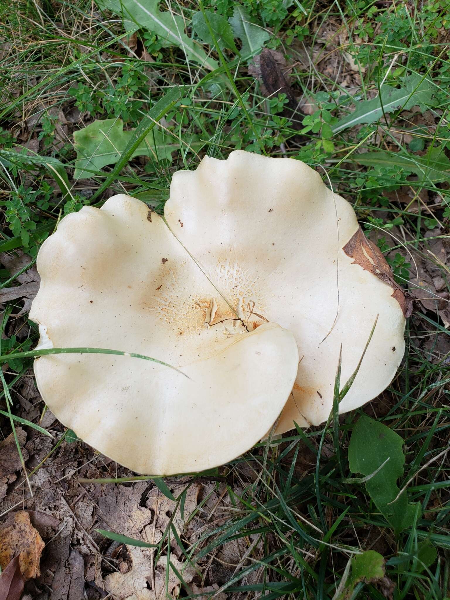 Image de Pogonoloma spinulosum (Kühner & Romagn.) Sánchez-García 2014