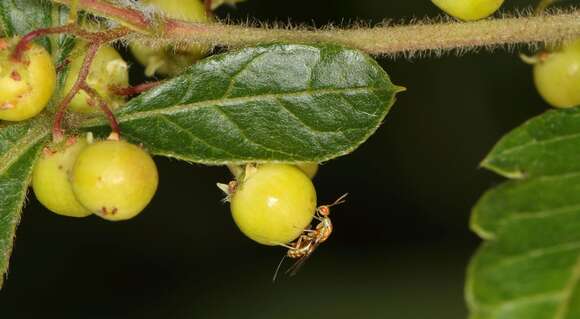 Image of Seed chalcid wasp