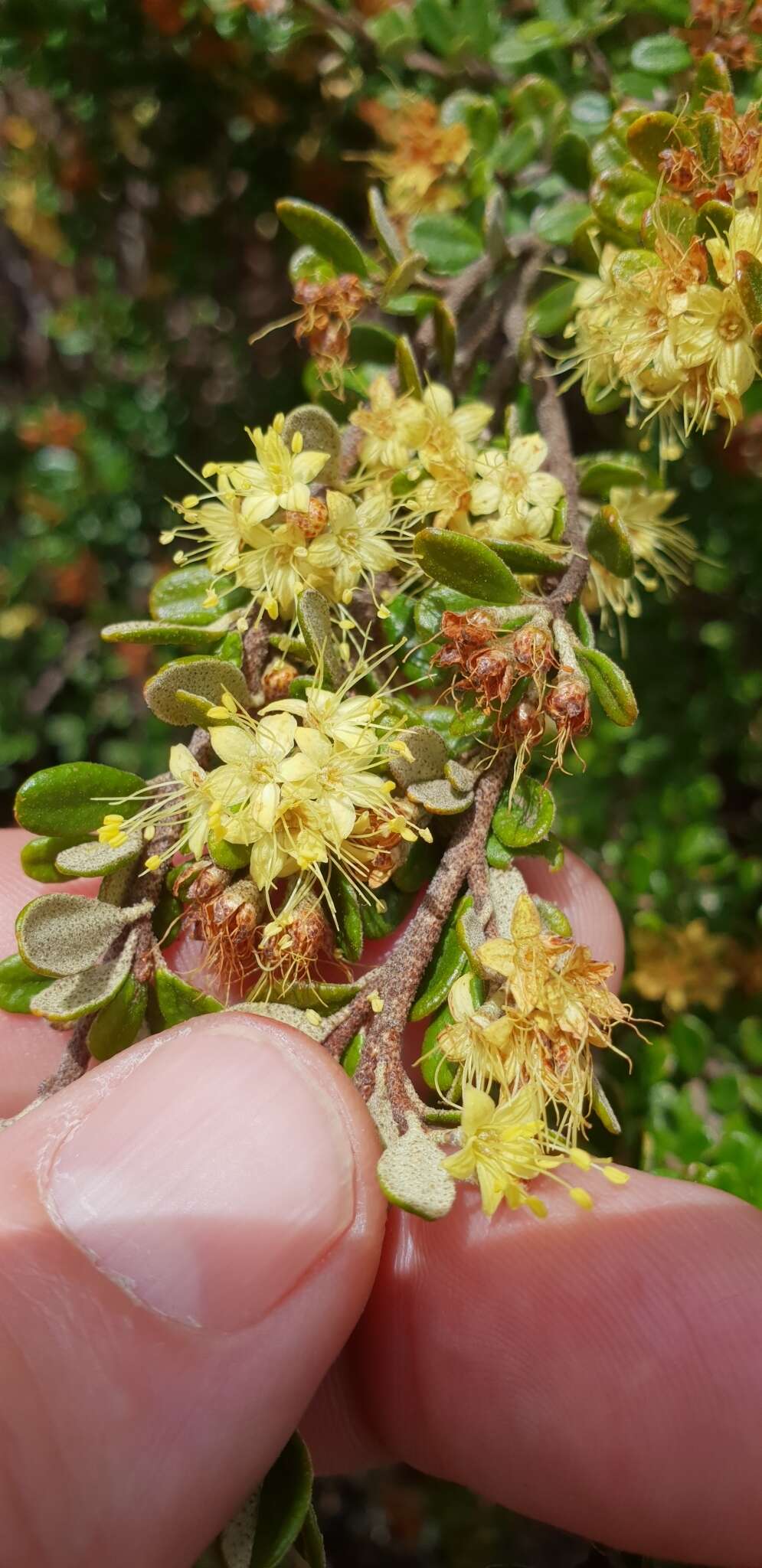 Image of Phebalium squamulosum subsp. ozothamnoides (F. Müll.) Paul G. Wilson