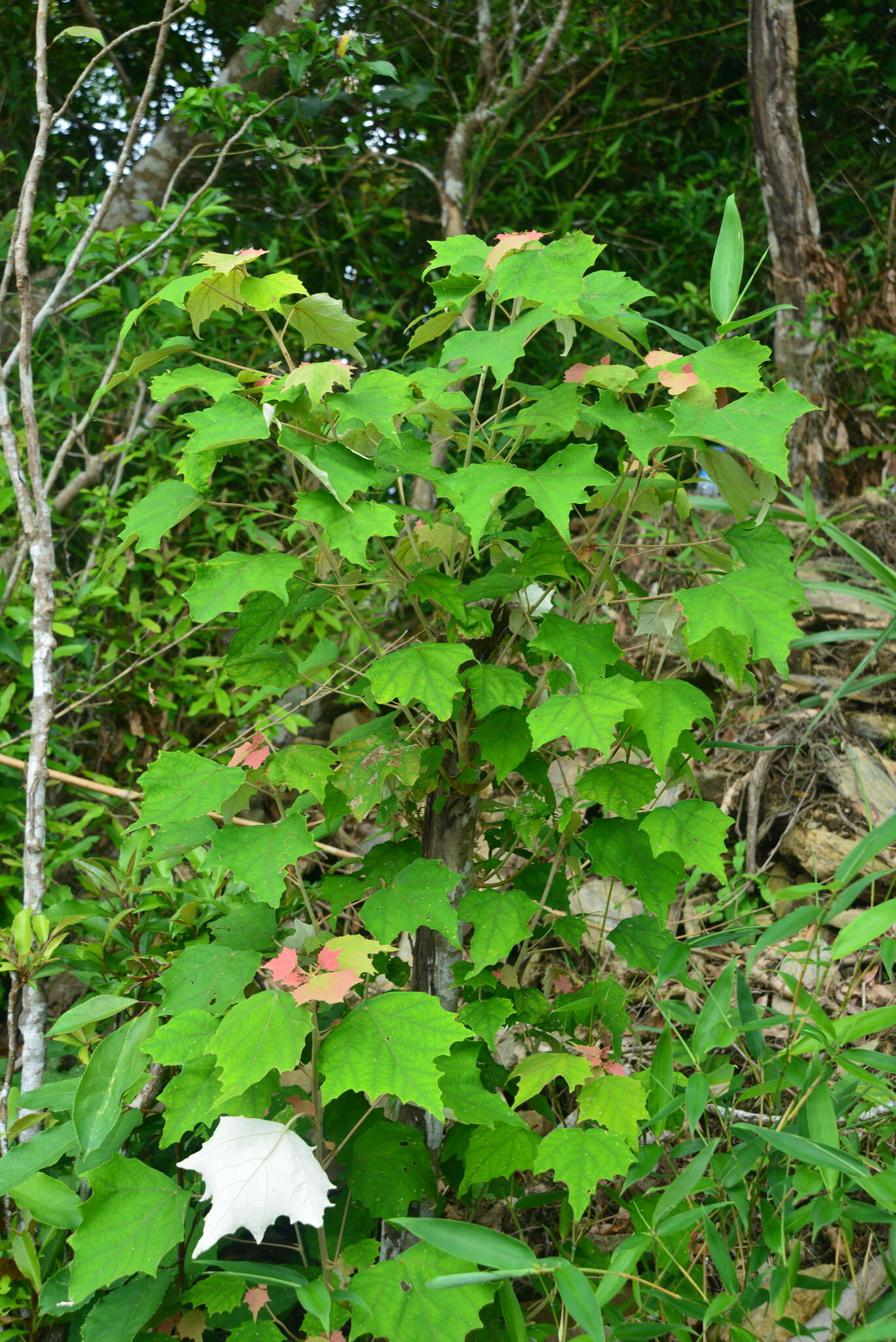 Image of Mallotus paniculatus var. formosanus (Hayata) Hurus.