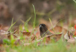 Image of Grey Treepie