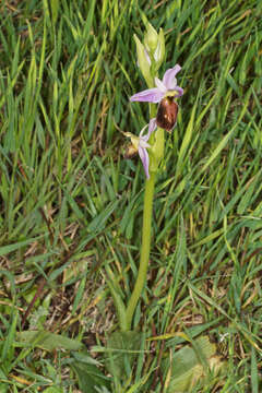 Image of Ophrys lycia Renz & Taubenheim