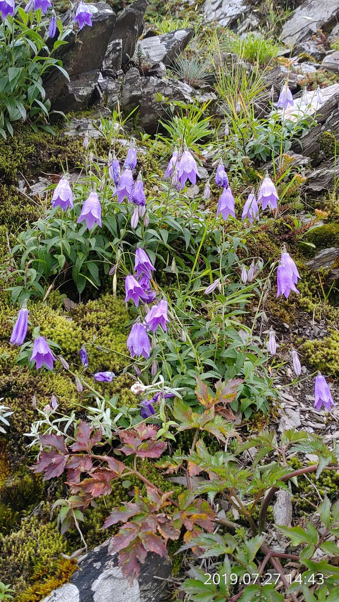 Image of Adenophora morrisonensis subsp. uehatae (Yamam.) Lammers