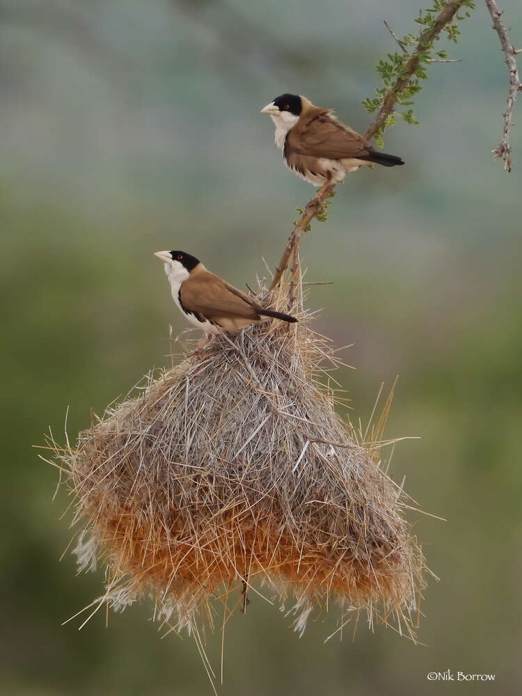 Image of Black-capped Social Weaver