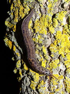 Image of garden slugs