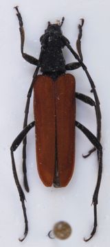 Image of <i>Nivellia sanguinosa</i> (Gyllenhal 1827)