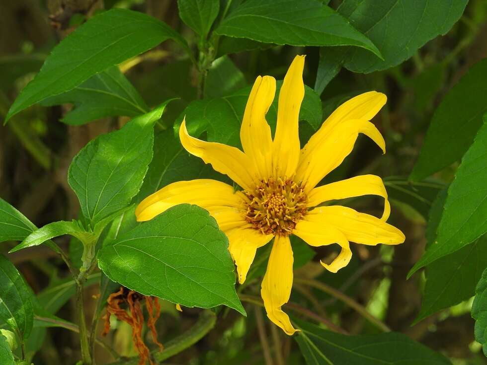 Image of tree marigold