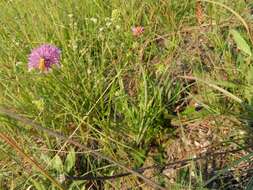 Image of Knautia illyrica Beck