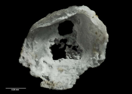 Plancia ëd Benthocardiella obliquata Powell 1930