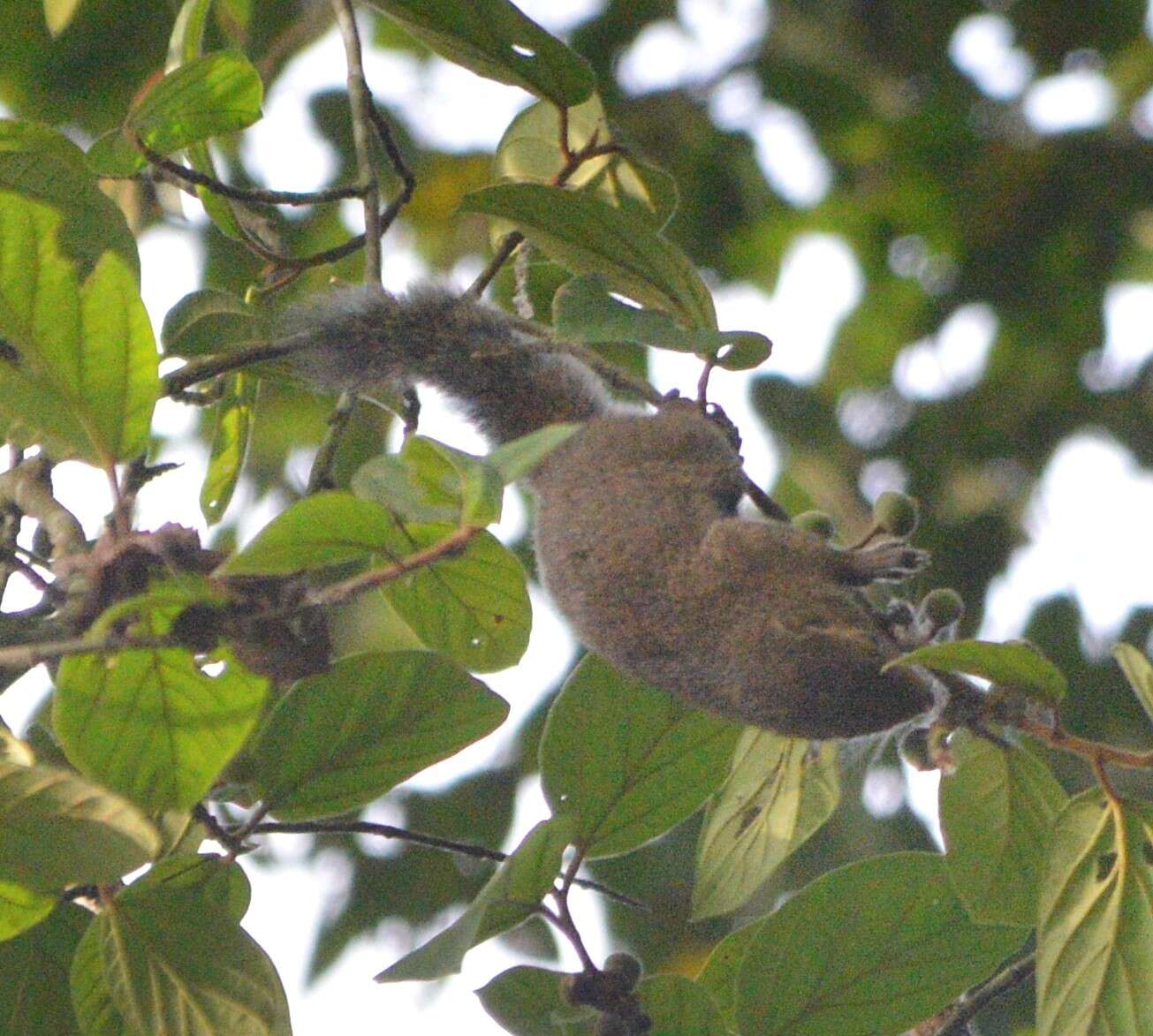 Imagem de Callosciurus nigrovittatus (Horsfield 1823)