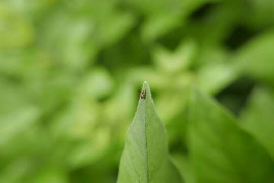 Image of Pear psylla