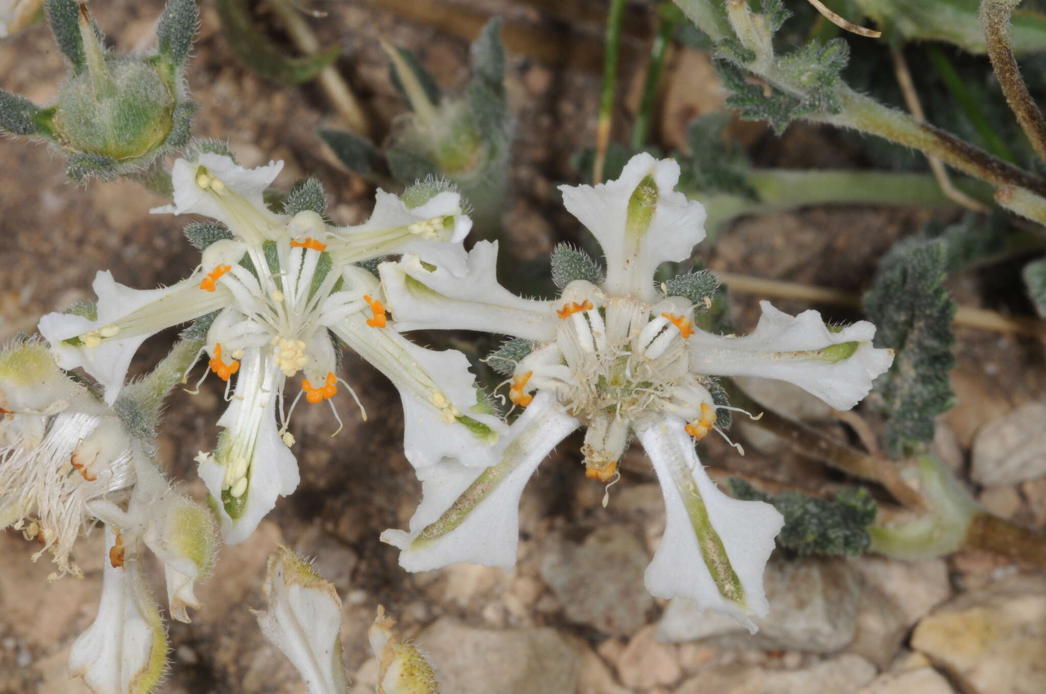 Image of Pinnasa kurtzii (Urb. & Gilg) R. H. Acuña, D. H. Cohen & Weigend