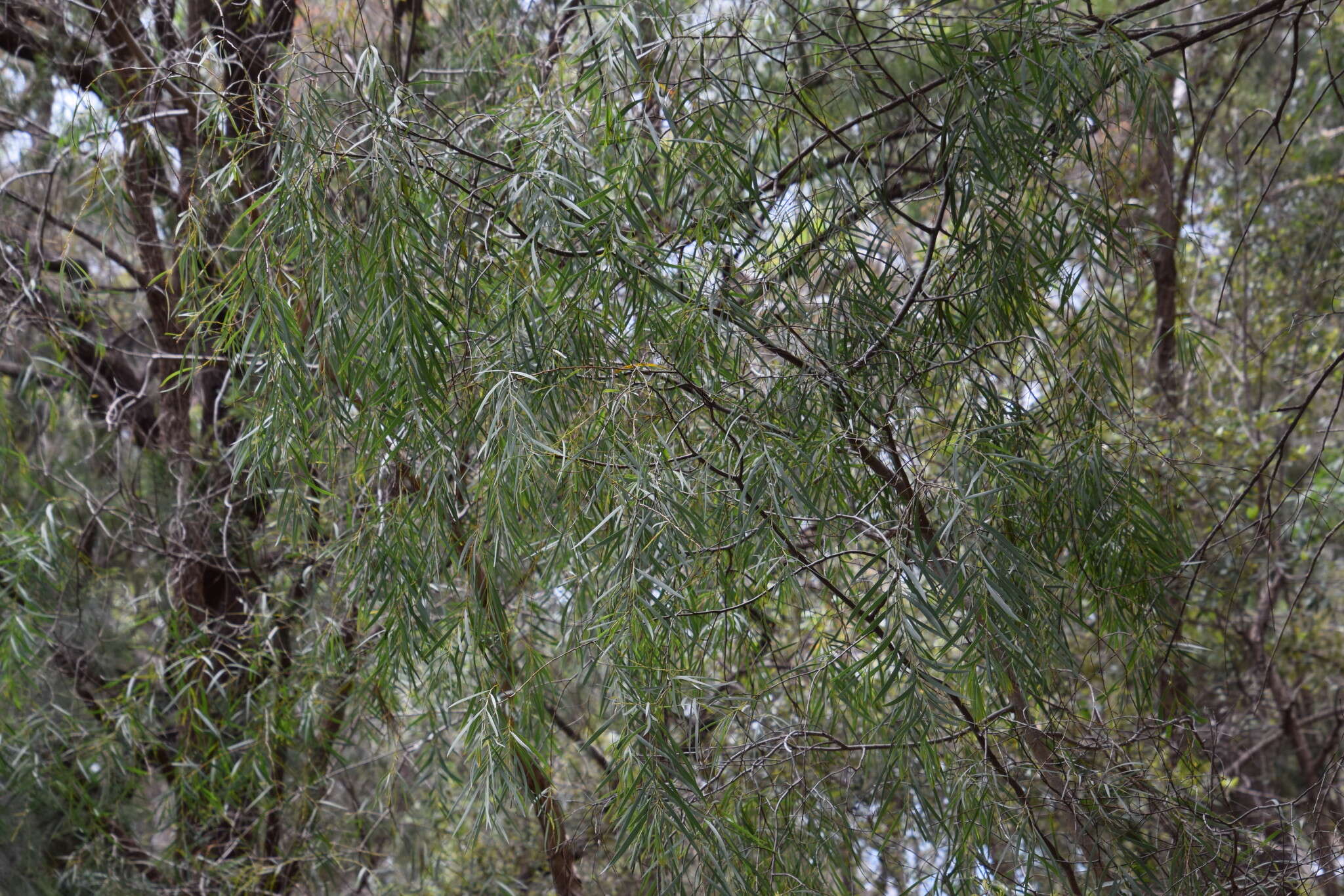 Image of Acacia courtii Tindale & Hersc.