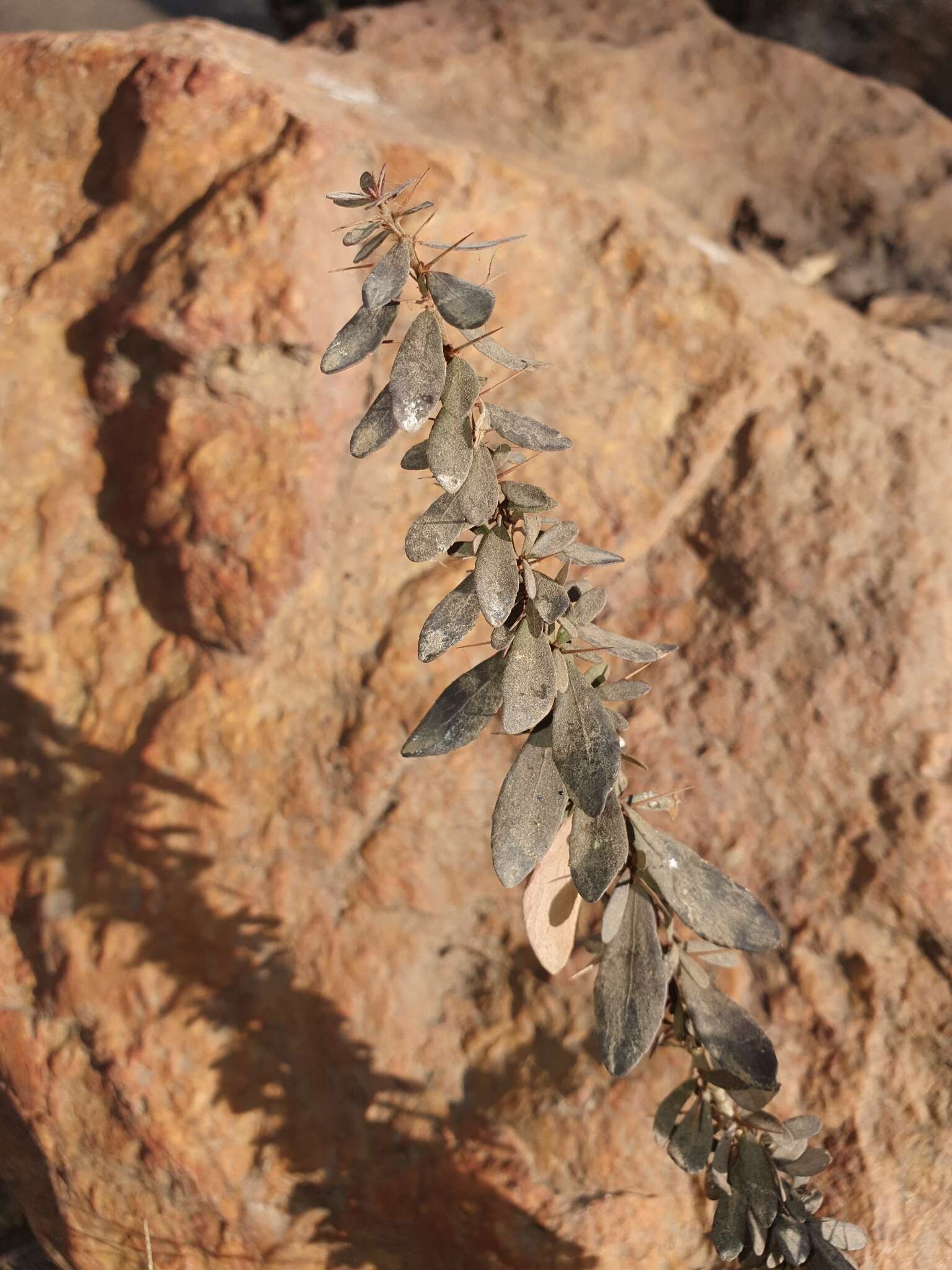 Plancia ëd Gymnosporia polyacantha subsp. vacciniifolia (Conrath) Jordaan