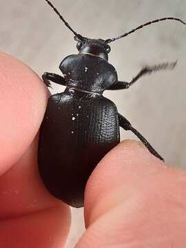 Imagem de Calosoma (Carabosoma) prominens Le Conte 1853