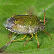 Image of Piezodorus lituratus (Fabricius 1794)