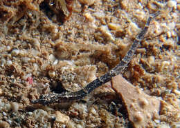 Image of Tidepool pipefish