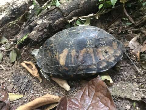 Image of Brown Land Turtle