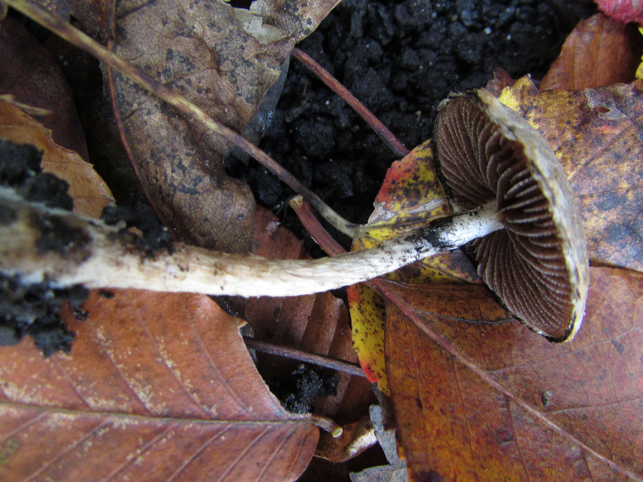 Imagem de Inocybe lanuginosa (Bull.) P. Kumm. 1871