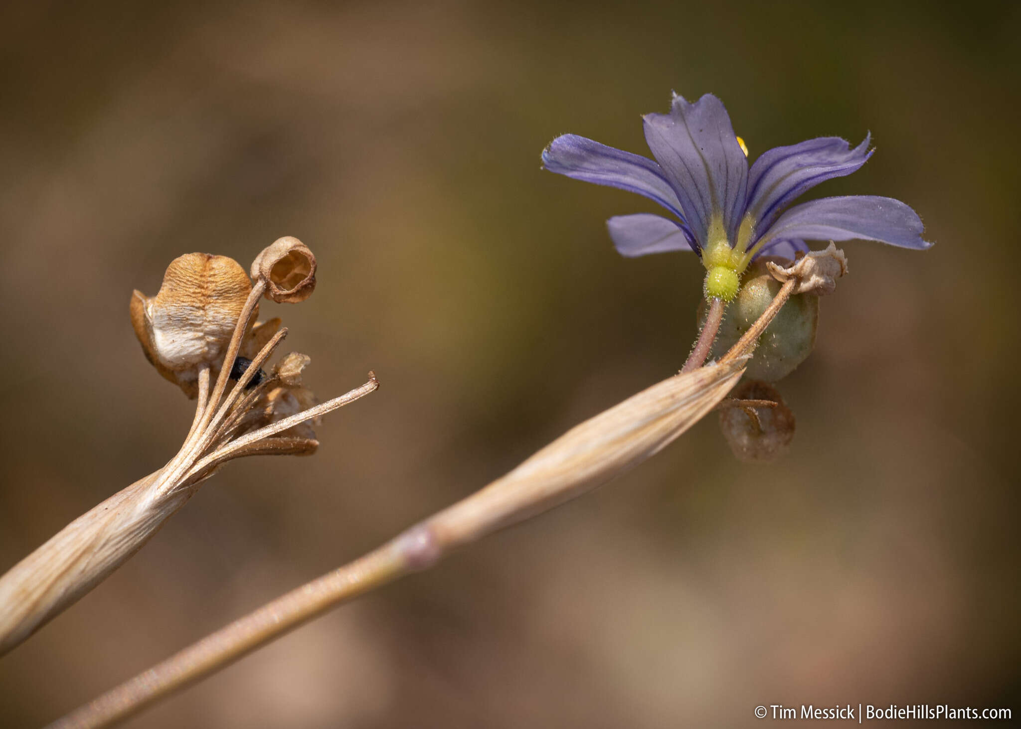 Image of Nevada Blue-Eyed-Grass