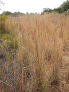 Image of thatching grass