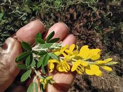 Image of leafy broom