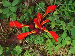 Image de Etlingera coccinea (Blume) S. Sakai & Nagam.